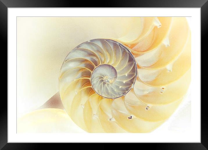  SeaShell. Light Version  Framed Mounted Print by Jenny Rainbow