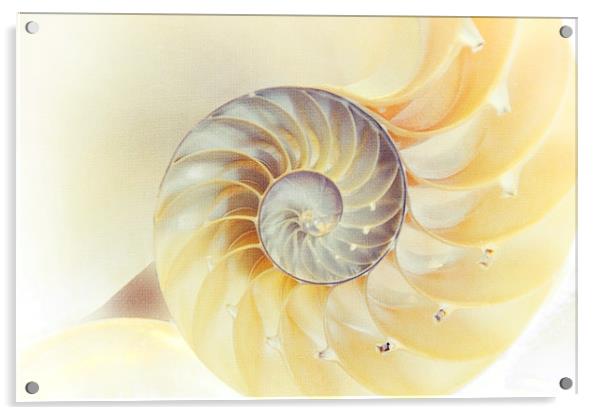  SeaShell. Light Version  Acrylic by Jenny Rainbow