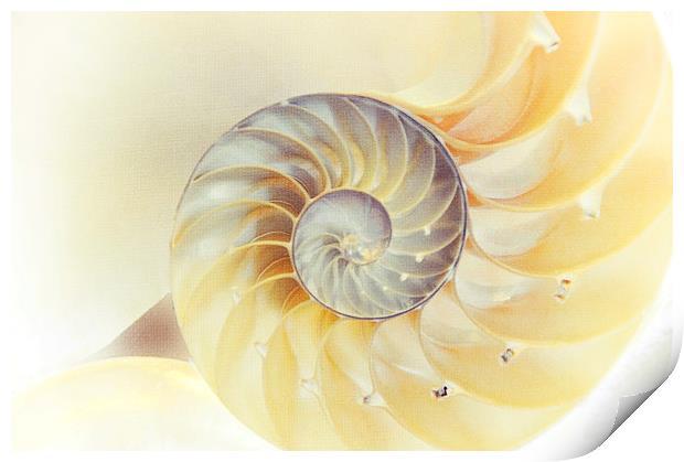  SeaShell. Light Version  Print by Jenny Rainbow