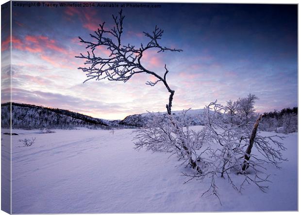 Frozen in the Twilight  Canvas Print by Tracey Whitefoot