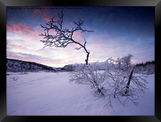 Frozen in the Twilight  Framed Print by Tracey Whitefoot