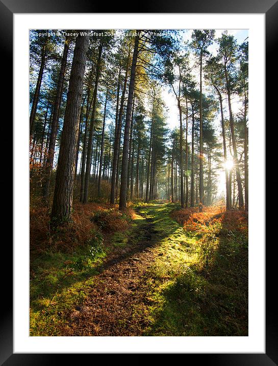 Woodland Path  Framed Mounted Print by Tracey Whitefoot