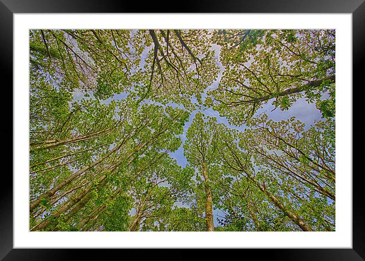  Trees. Framed Mounted Print by Mark Godden