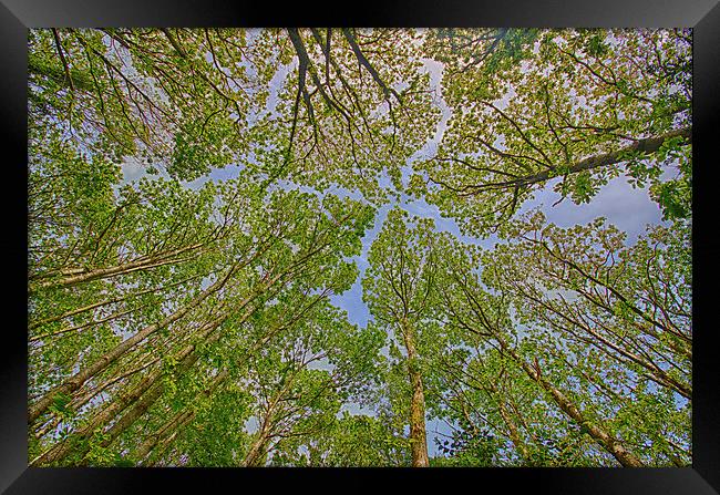  Trees. Framed Print by Mark Godden