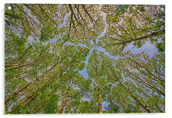  Trees. Acrylic by Mark Godden