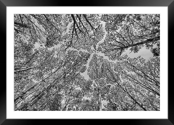  Trees in mono. Framed Mounted Print by Mark Godden