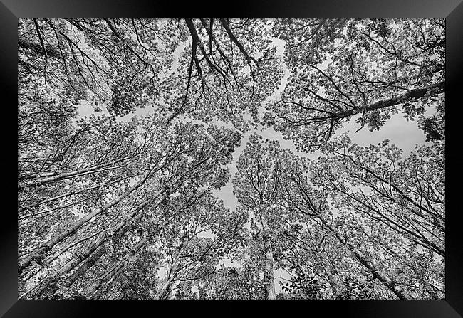  Trees in mono. Framed Print by Mark Godden