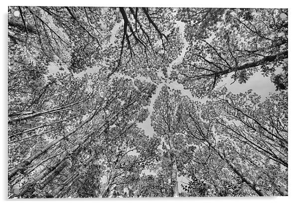  Trees in mono. Acrylic by Mark Godden