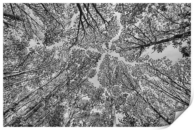  Trees in mono. Print by Mark Godden