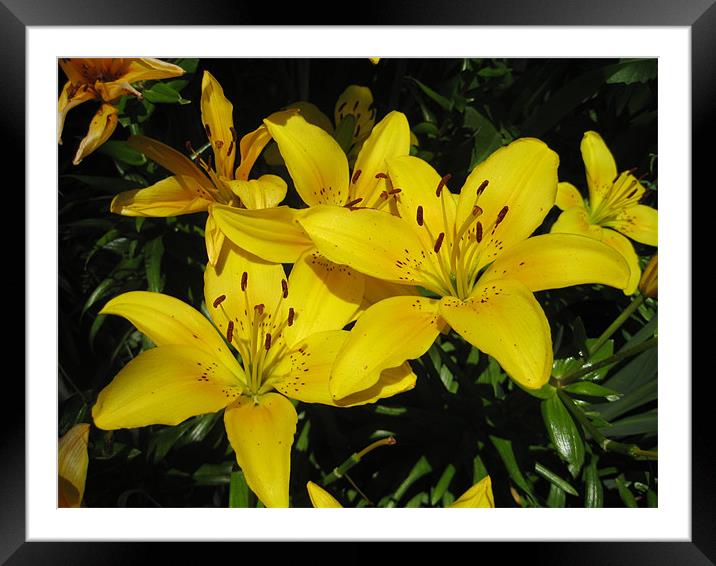 Floral Yellow Framed Mounted Print by Lisa Tayler