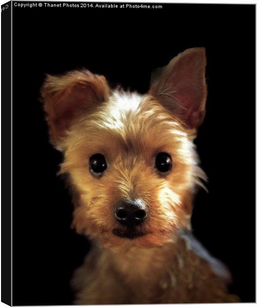  Yorkshire Terrier Canvas Print by Thanet Photos
