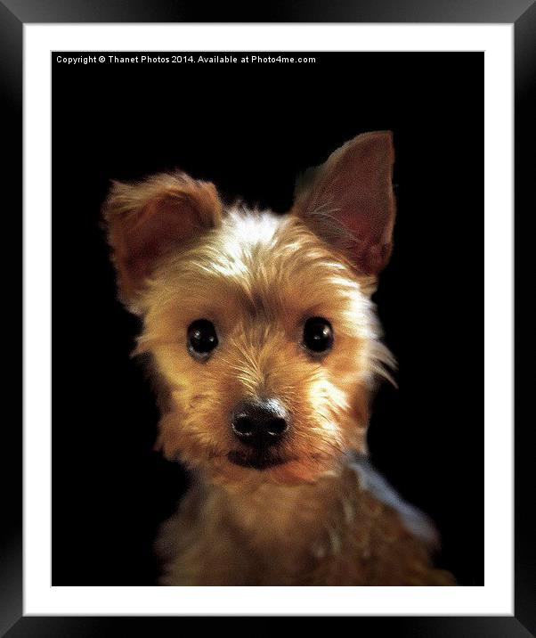  Yorkshire Terrier Framed Mounted Print by Thanet Photos