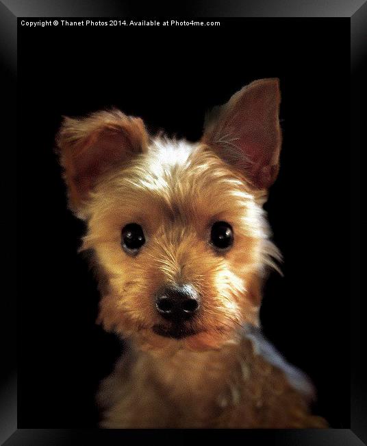  Yorkshire Terrier Framed Print by Thanet Photos