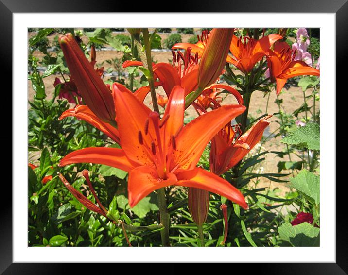 Cretian Lilly Framed Mounted Print by Lisa Tayler