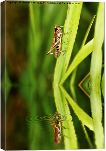  The bug Canvas Print by Thanet Photos