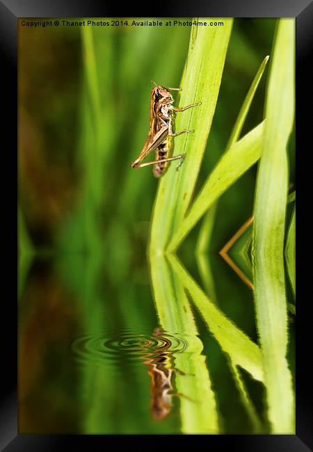  The bug Framed Print by Thanet Photos