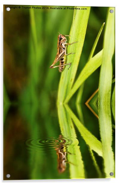  The bug Acrylic by Thanet Photos