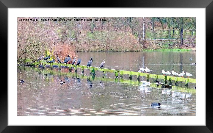  Birds at the park. Framed Mounted Print by Lilian Marshall