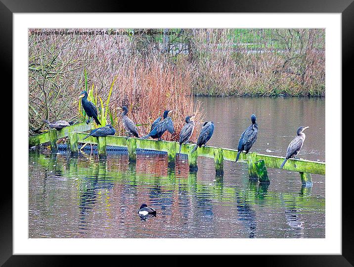  9 Cormorants in a row.  Framed Mounted Print by Lilian Marshall