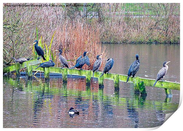  9 Cormorants in a row.  Print by Lilian Marshall