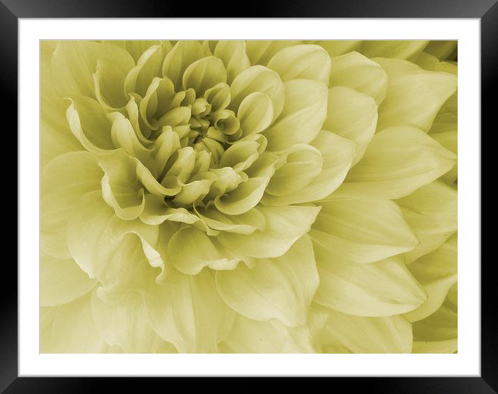  yellow toned dahlia Framed Mounted Print by Heather Newton