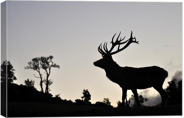 elk stag silhouette Canvas Print by Peter Righteous