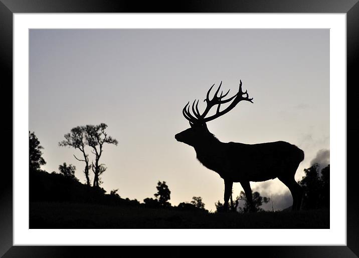 elk stag silhouette Framed Mounted Print by Peter Righteous