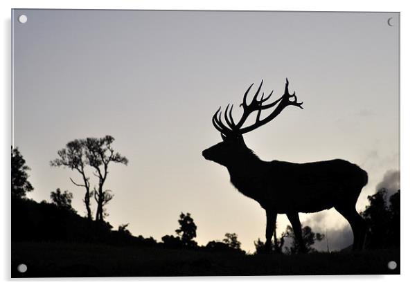 elk stag silhouette Acrylic by Peter Righteous