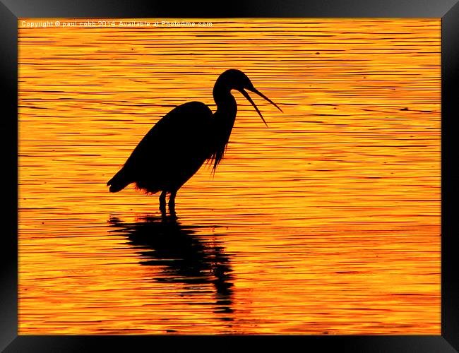  Little Egret Framed Print by paul cobb