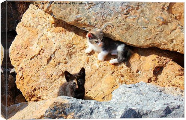  Kittens In The Rocks Canvas Print by philip milner