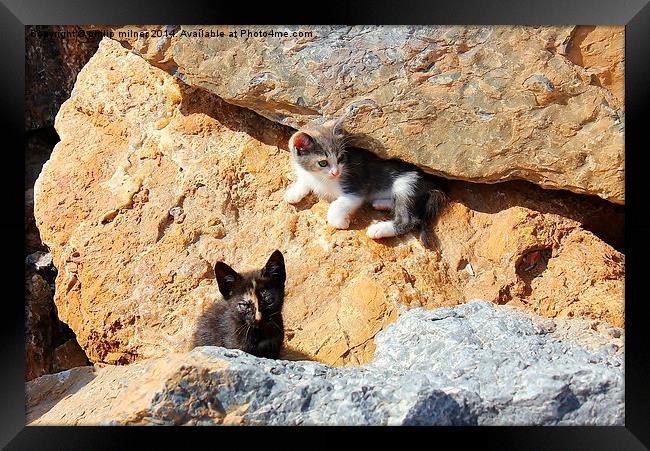  Kittens In The Rocks Framed Print by philip milner