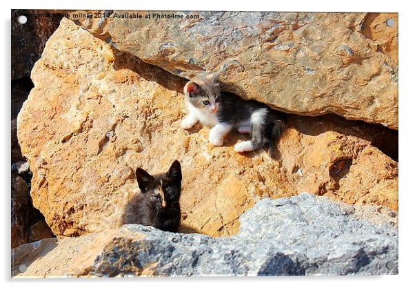  Kittens In The Rocks Acrylic by philip milner