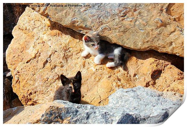  Kittens In The Rocks Print by philip milner