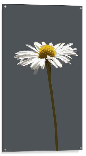  simply daisy (grey background) Acrylic by Heather Newton
