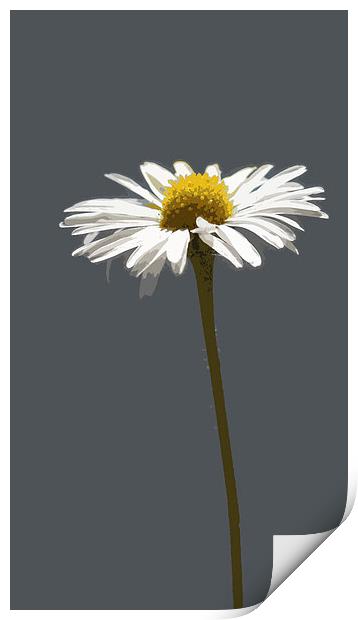 simply daisy (grey background) Print by Heather Newton