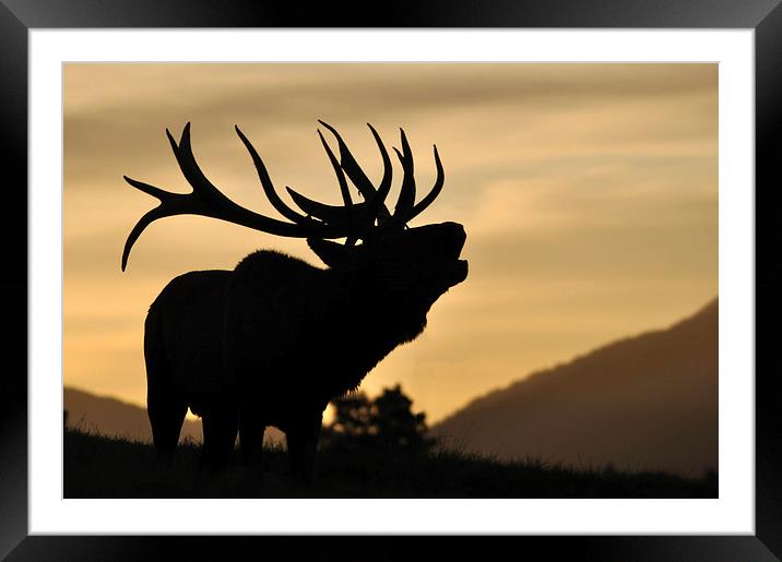 red deer stag at sunset Framed Mounted Print by Peter Righteous