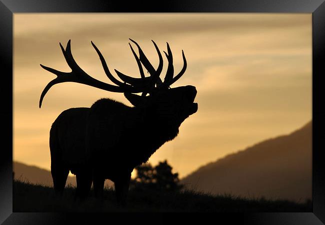 red deer stag at sunset Framed Print by Peter Righteous