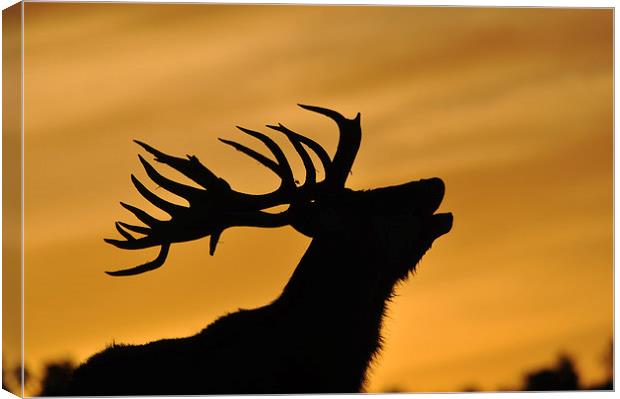 red deer stag at sunset Canvas Print by Peter Righteous