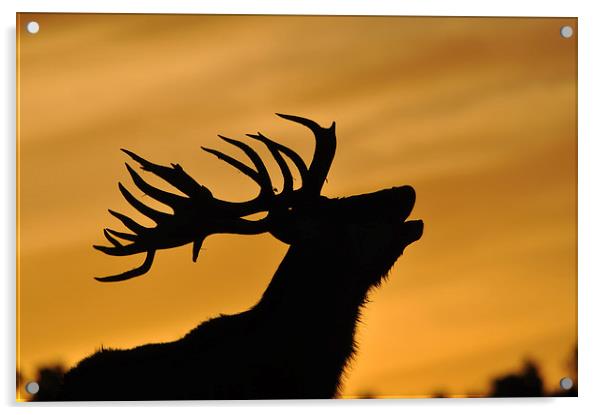 red deer stag at sunset Acrylic by Peter Righteous