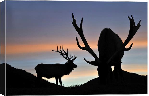 sunset stags Canvas Print by Peter Righteous
