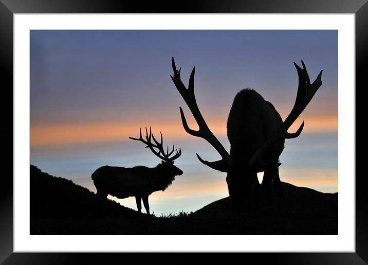 sunset stags Framed Mounted Print by Peter Righteous