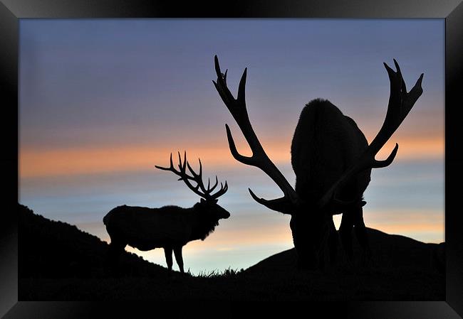 sunset stags Framed Print by Peter Righteous