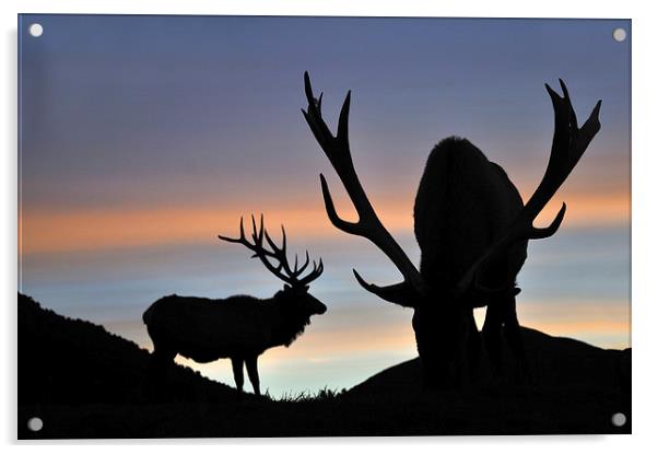 sunset stags Acrylic by Peter Righteous