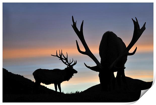 sunset stags Print by Peter Righteous