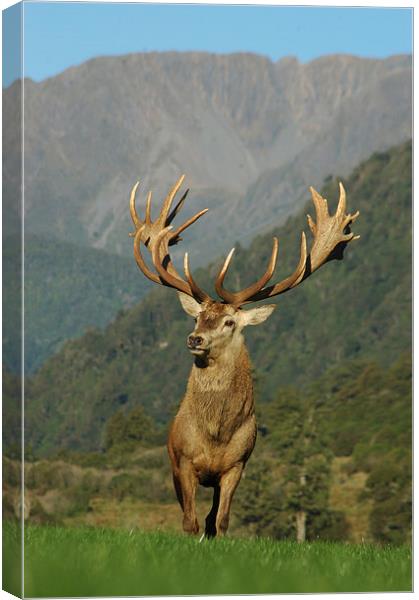 21 pointer Canvas Print by Peter Righteous
