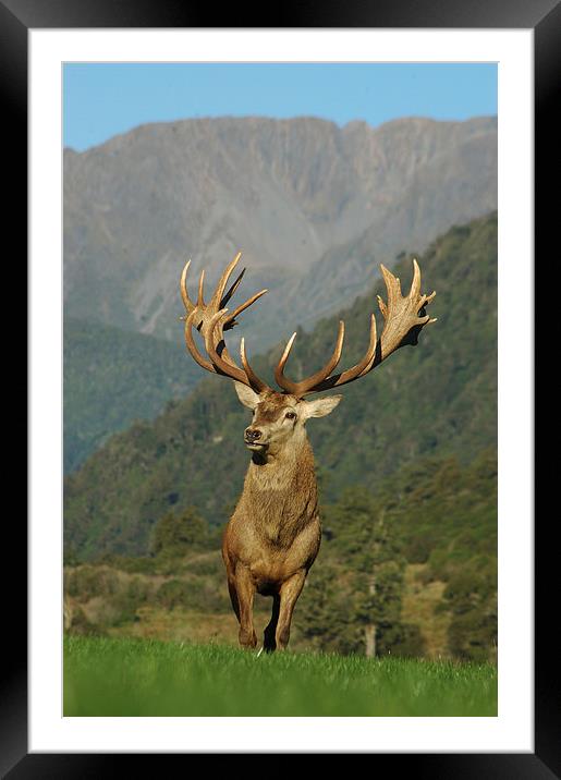 21 pointer Framed Mounted Print by Peter Righteous
