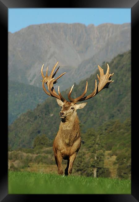 21 pointer Framed Print by Peter Righteous