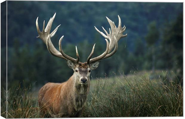 red stag Canvas Print by Peter Righteous