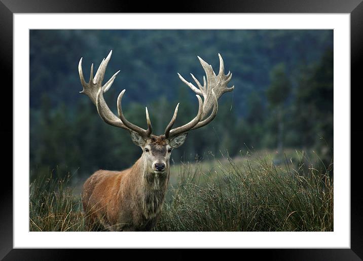 red stag Framed Mounted Print by Peter Righteous