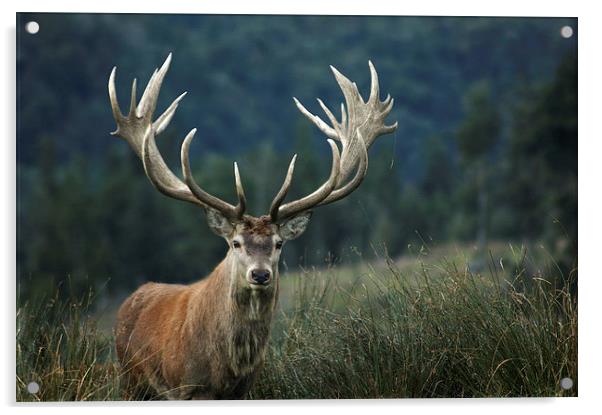 red stag Acrylic by Peter Righteous